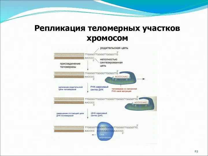 Репликация теломерных участков хромосом