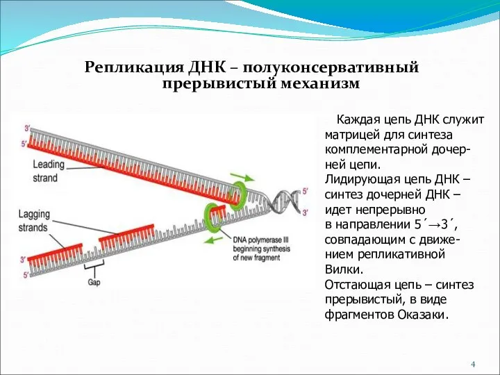 Репликация ДНК – полуконсервативный прерывистый механизм Каждая цепь ДНК служит матрицей для синтеза