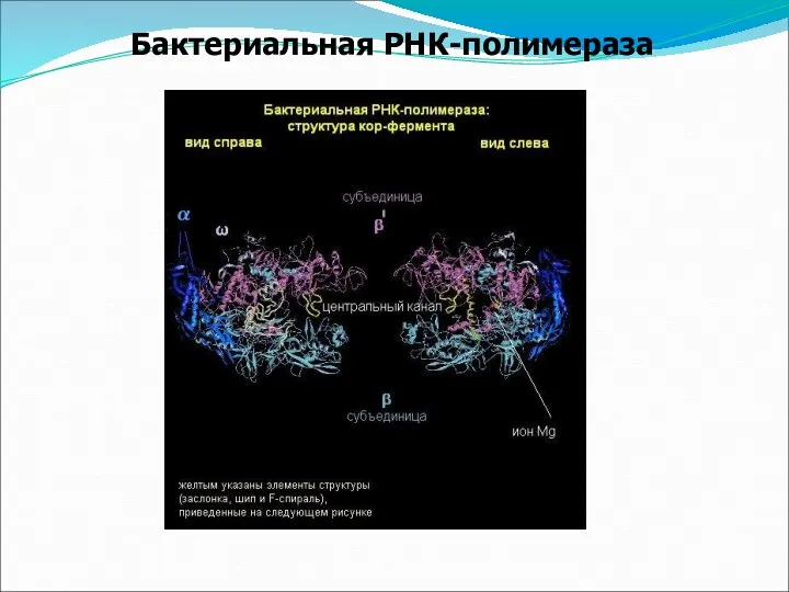 Бактериальная РНК-полимераза