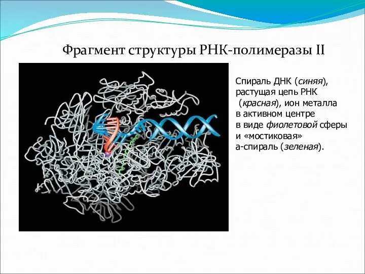 Фрагмент структуры РНК-полимеразы II Cпираль ДНК (синяя), растущая цепь РНК