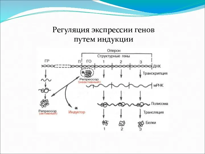 Регуляция экспрессии генов путем индукции