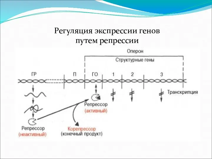 Регуляция экспрессии генов путем репрессии