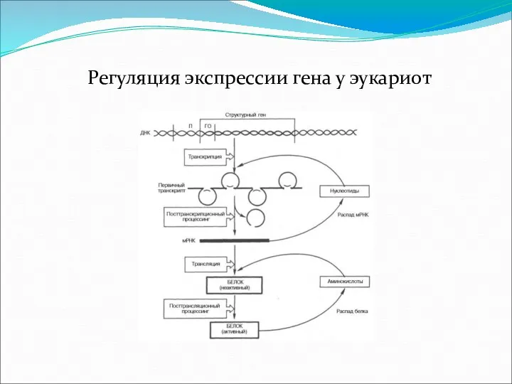 Регуляция экспрессии гена у эукариот