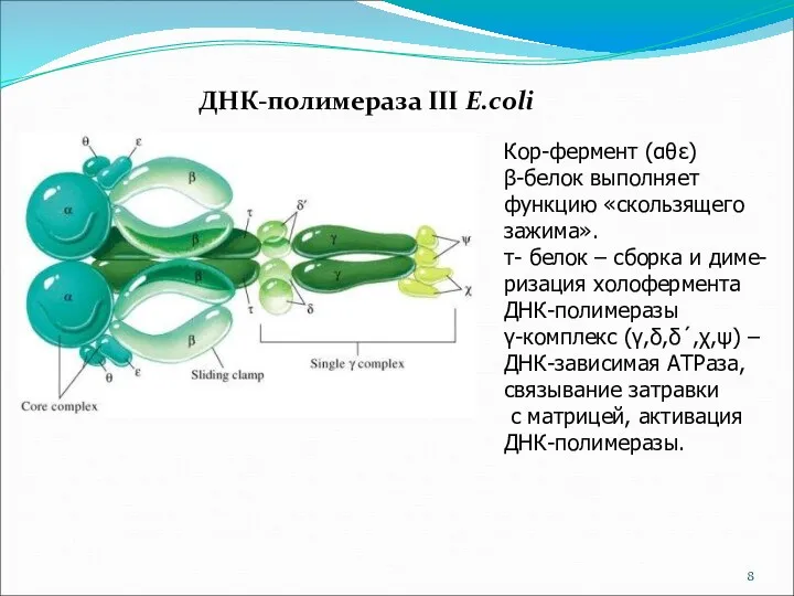 ДНК-полимераза III E.coli Кор-фермент (αθε) β-белок выполняет функцию «скользящего зажима».