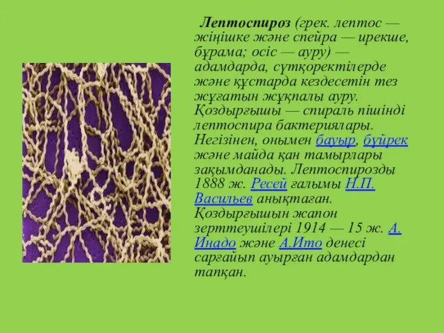 Лептоспироз (грек. лептос — жіңішке және спейра — ирекше, бұрама;