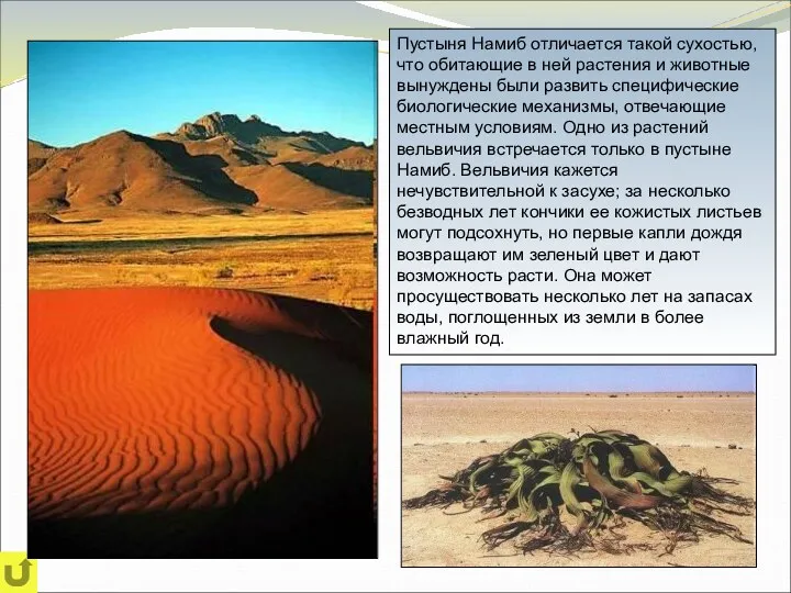 Пустыня Намиб отличается такой сухостью, что обитающие в ней растения и животные вынуждены