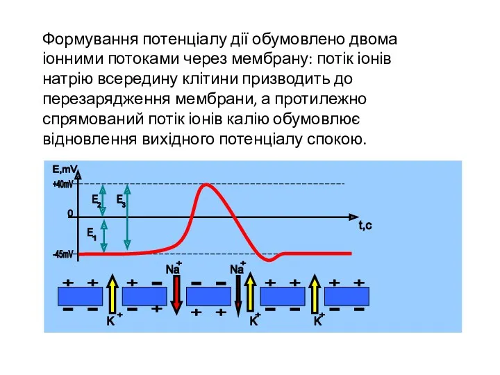 Формування потенціалу дії обумовлено двома іонними потоками через мембрану: потік іонів натрію всередину