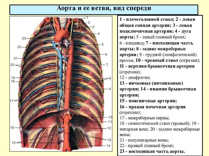 Аорта и ее ветви, вид спереди 1 - плечеголовной ствол; 2 - левая