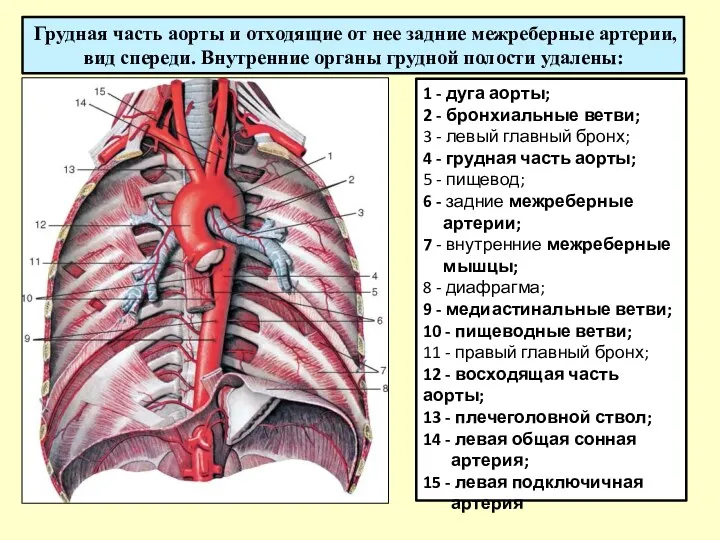 Грудная часть аорты и отходящие от нее задние межреберные артерии, вид спереди. Внутренние
