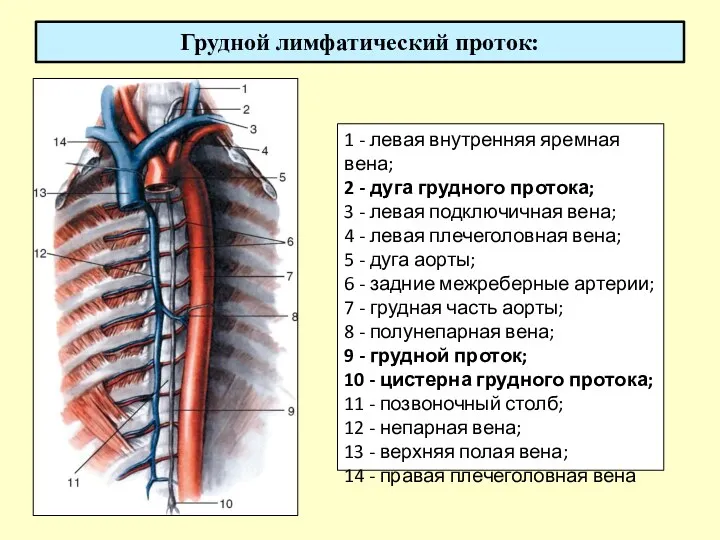 Грудной лимфатический проток: 1 - левая внутренняя яремная вена; 2 - дуга грудного