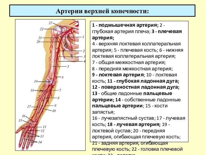 Артерии верхней конечности: 1 - подмышечная артерия; 2 - глубокая артерия плеча; 3