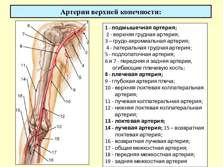 Артерии верхней конечности: 1 - подмышечная артерия; 2 - верхняя грудная артерия; 3