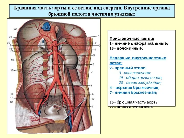 Брюшная часть аорты и ее ветви, вид спереди. Внутренние органы брюшной полости частично