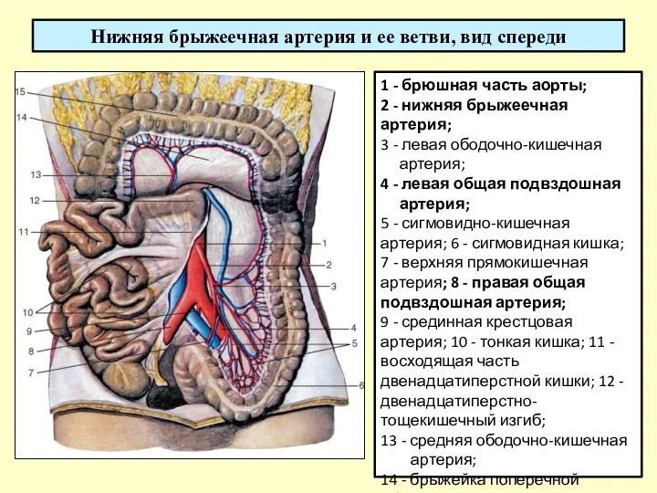 Нижняя брыжеечная артерия и ее ветви, вид спереди 1 - брюшная часть аорты;