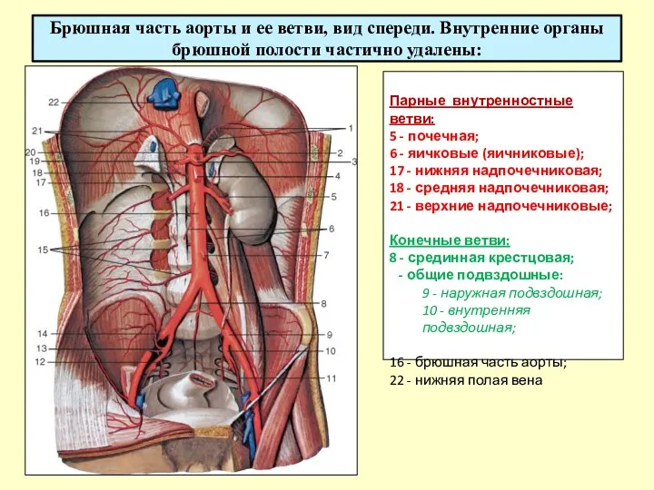 Брюшная часть аорты и ее ветви, вид спереди. Внутренние органы брюшной полости частично