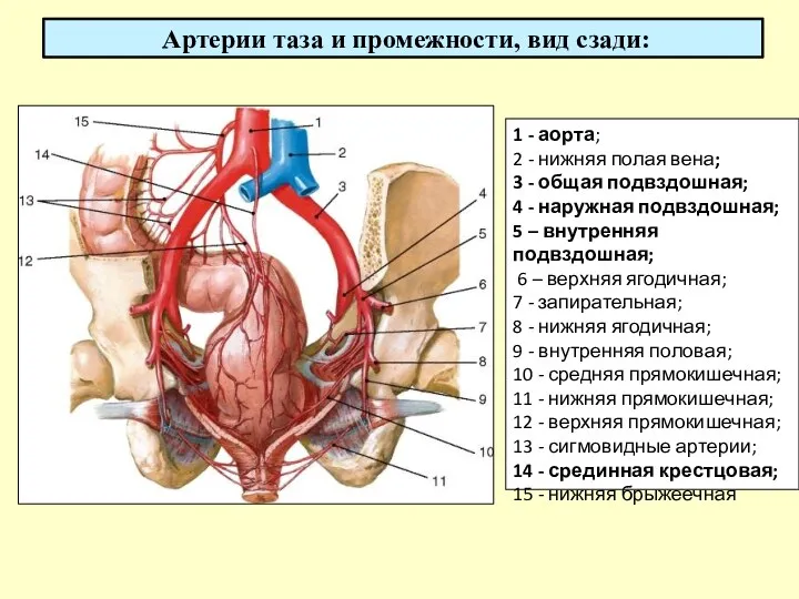 Артерии таза и промежности, вид сзади: 1 - аорта; 2 - нижняя полая