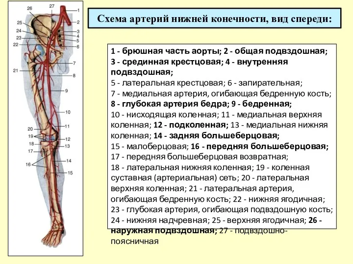 Схема артерий нижней конечности, вид спереди: 1 - брюшная часть аорты; 2 -