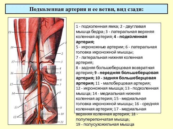 Подколенная артерия и ее ветви, вид сзади: 1 - подколенная ямка; 2 -