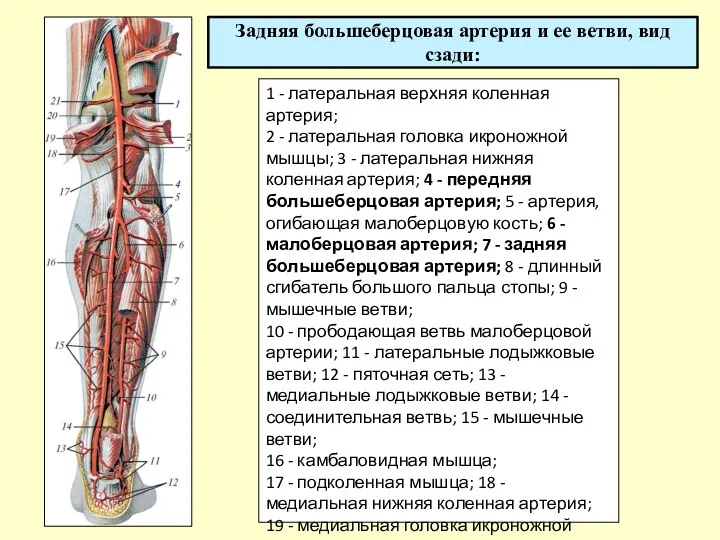 Задняя большеберцовая артерия и ее ветви, вид сзади: 1 - латеральная верхняя коленная