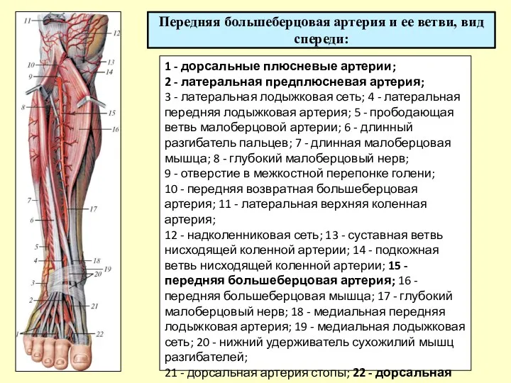 Передняя большеберцовая артерия и ее ветви, вид спереди: 1 - дорсальные плюсневые артерии;