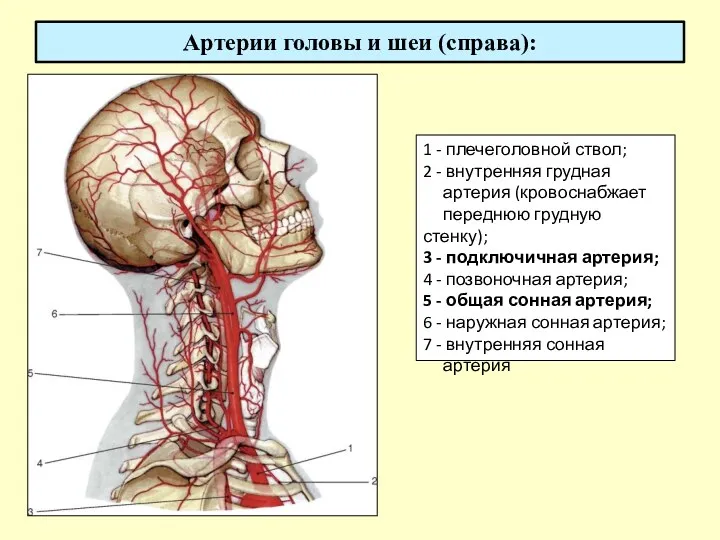 Артерии головы и шеи (справа): 1 - плечеголовной ствол; 2 - внутренняя грудная