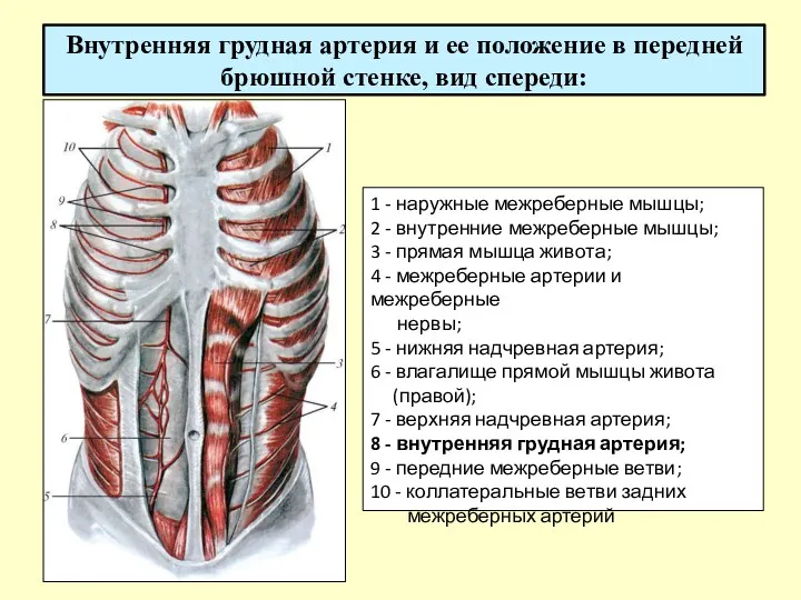 Внутренняя грудная артерия и ее положение в передней брюшной стенке, вид спереди: 1
