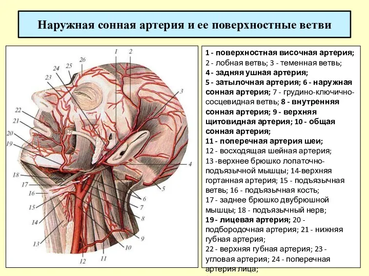 Наружная сонная артерия и ее поверхностные ветви 1 - поверхностная височная артерия; 2