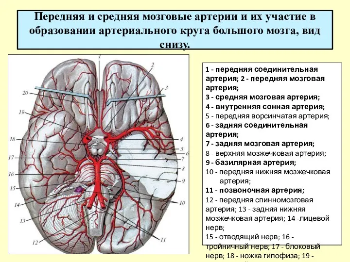 Передняя и средняя мозговые артерии и их участие в образовании артериального круга большого