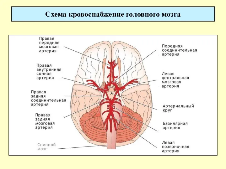 Схема кровоснабжение головного мозга