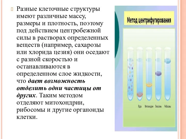 Разные клеточные структуры имеют различные массу, размеры и плотность, поэтому