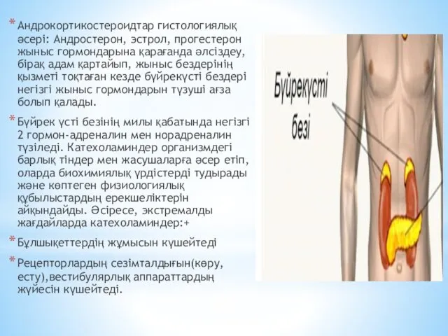 Андрокортикостероидтар гистологиялық әсері: Андростерон, эстрол, прогестерон жыныс гормондарына қарағанда әлсіздеу,