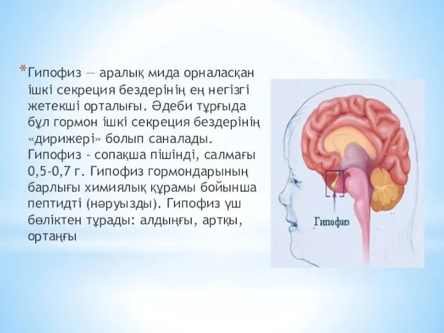 Гипофиз — аралық мида орналасқан ішкі секреция бездерінің ең негізгі