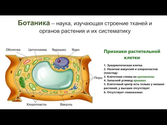 Ботаника – наука, изучающая строение тканей и органов растения и их систематику