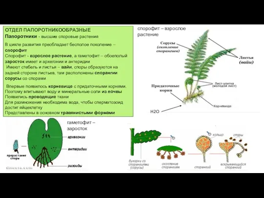 ОТДЕЛ ПАПОРОТНИКООБРАЗНЫЕ Папоротники - высшие споровые растения В цикле развития