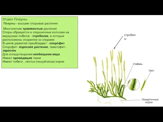Отдел Плауны Плауны - высшие споровые растения Многолетние травянистые растения Споры образуются в