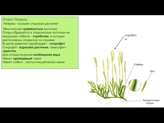 Отдел Плауны Плауны - высшие споровые растения Многолетние травянистые растения