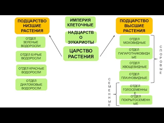 ПОДЦАРСТВО ВЫСШИЕ РАСТЕНИЯ ПОДЦАРСТВО НИЗШИЕ РАСТЕНИЯ ЦАРСТВО РАСТЕНИЯ НАДЦАРСТВО ЭУКАРИОТЫ