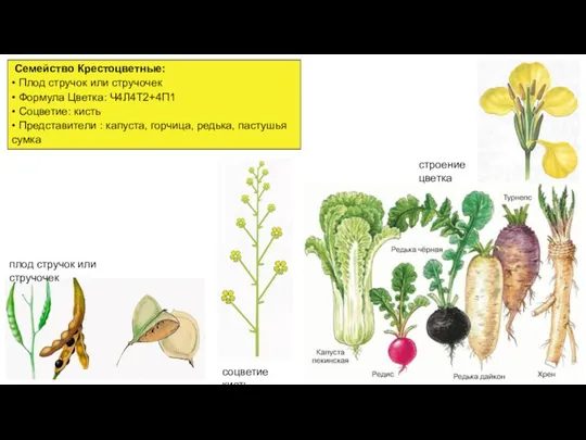 Семейство Крестоцветные: • Плод стручок или стручочек • Формула Цветка: Ч4Л4Т2+4П1 • Соцветие: