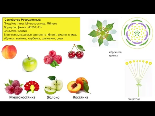 Семейство Розоцветные: Плод Костянка, Многокостянка, Яблоко Формула Цветка: Ч5Л5Т~П~ Соцветие: зонтик В основном