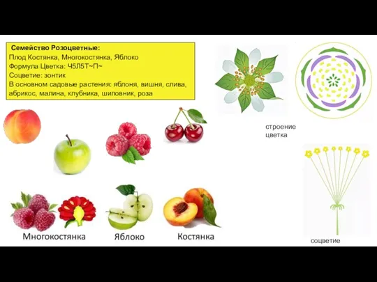 Семейство Розоцветные: Плод Костянка, Многокостянка, Яблоко Формула Цветка: Ч5Л5Т~П~ Соцветие: