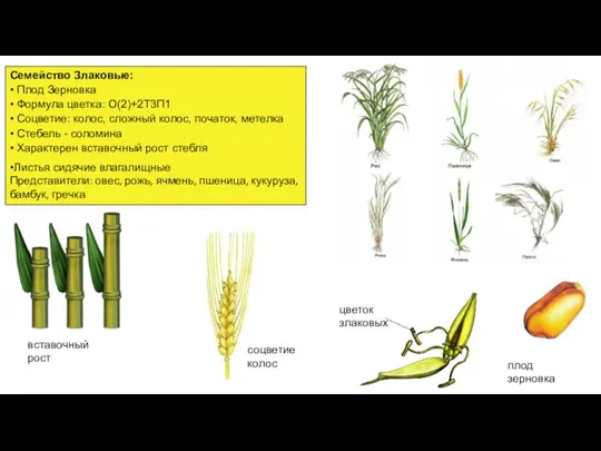 Семейство Злаковые: • Плод Зерновка • Формула цветка: О(2)+2Т3П1 •