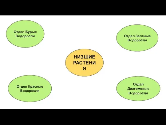 НИЗШИЕ РАСТЕНИЯ Отдел Бурые Водоросли Отдел Диатомовые Водоросли Отдел Красные Водоросли Отдел Зеленые Водоросли