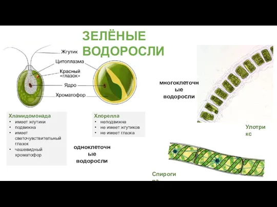 ЗЕЛЁНЫЕ ВОДОРОСЛИ Хламидомонада имеет жгутики подвижна имеет светочувствительный глазок чашевидный