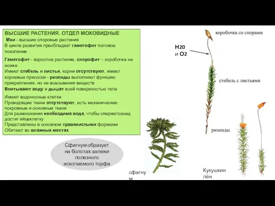 ВЫСШИЕ РАСТЕНИЯ. ОТДЕЛ МОХОВИДНЫЕ Мхи - высшие споровые растения В цикле развития преобладает