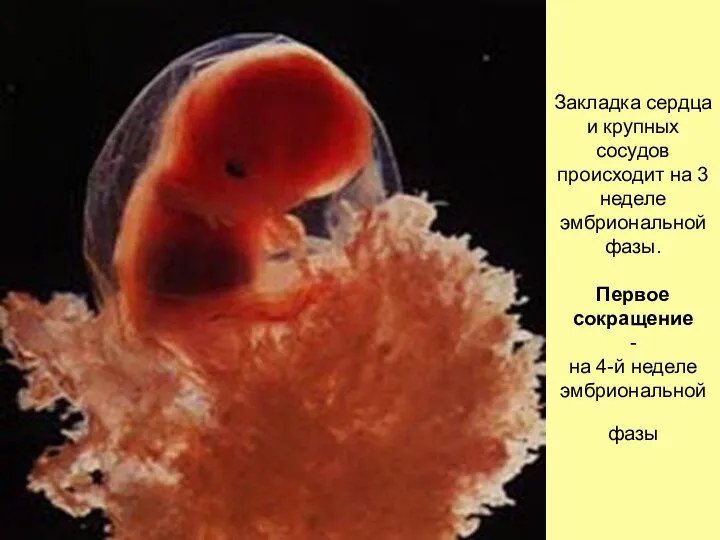 Закладка сердца и крупных сосудов происходит на 3 неделе эмбриональной