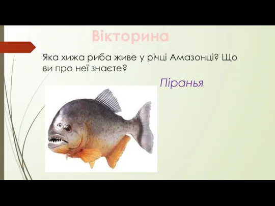 Вікторина Яка хижа риба живе у річці Амазонці? Що ви про неї знаєте? Піранья