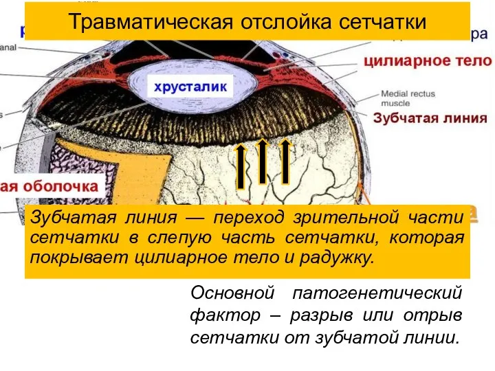 Зубчатая линия — переход зрительной части сетчатки в слепую часть