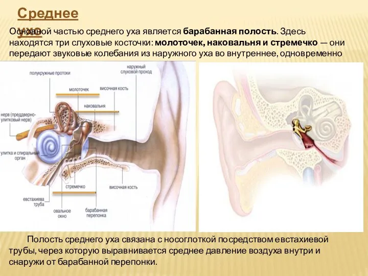Среднее ухо Основной частью среднего уха является барабанная полость. Здесь