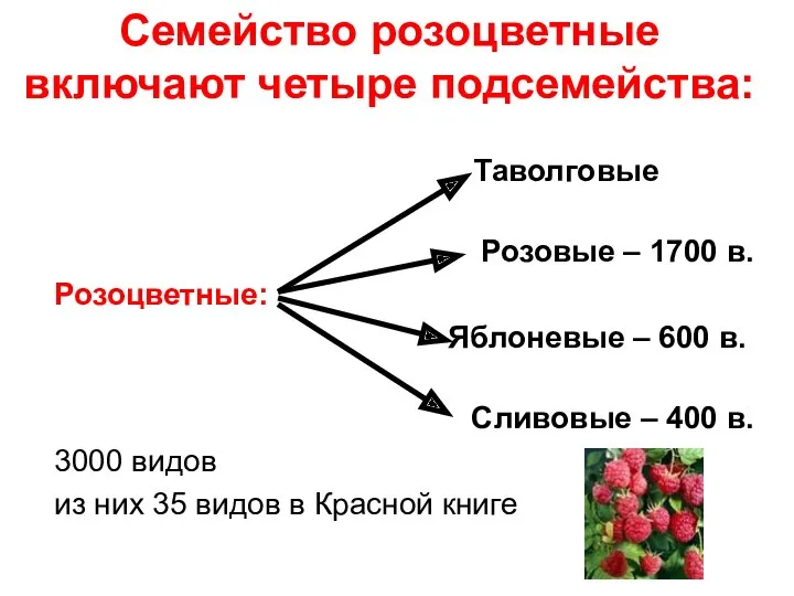Семейство розоцветные включают четыре подсемейства: Таволговые Розовые – 1700 в.