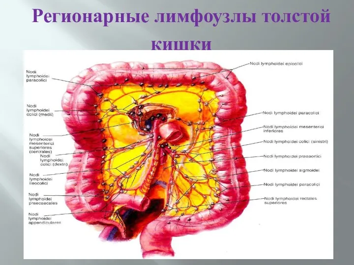 Регионарные лимфоузлы толстой кишки